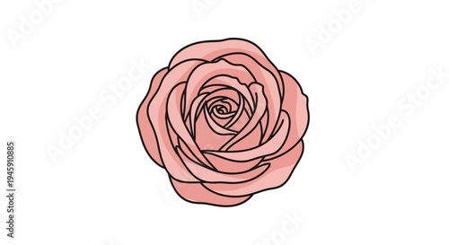 Pink Rose Flower Closeup Illustration.