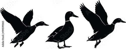 Duck silhouette collection, bird posture outline, waterfowl figure design, flying motif illustration, standing animal icon, nature wildlife graphic