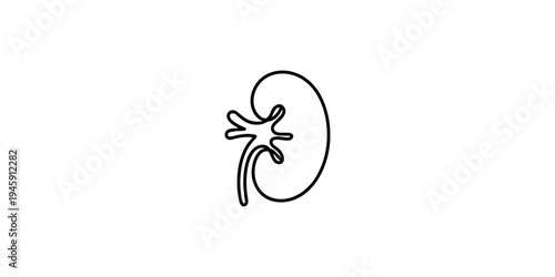 Simple continuous line drawing of a human kidney, representing the bean-shaped organ in a minimalist style Vector, illustration