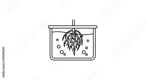 Plant in a water aquarium tank.