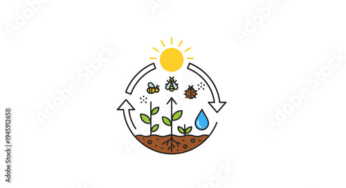 Plant Growth Cycle With Sunlight Water.