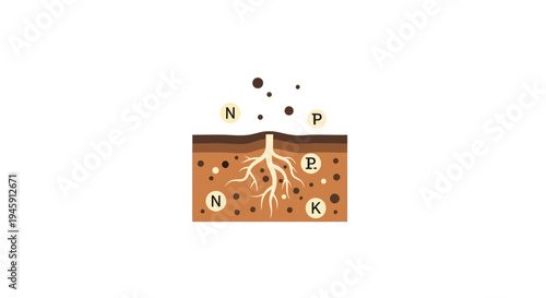 Plant Root Nutrient Uptake Process Diagram.