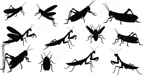 Insect silhouette collection with grasshopper, praying mantis, cricket and flying bugs, detailed wildlife insect vector illustration set