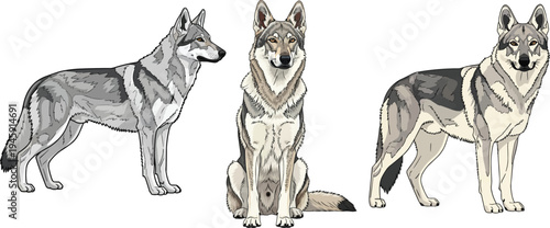Czechoslovakian Wolfdog sitting facing front standing profile pose set