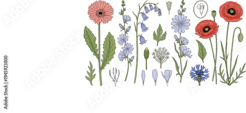 Hand Drawn Wildflower Botanical Collection with Poppy, Bellflower, Daisy and Meadow Plants in Vintage Natural History Style Vector Illustration Set