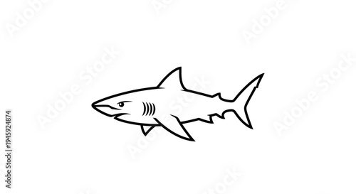Shark fish ocean predator marine animal.