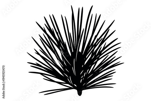 Black silhouette of a pine needle branch on a white background
