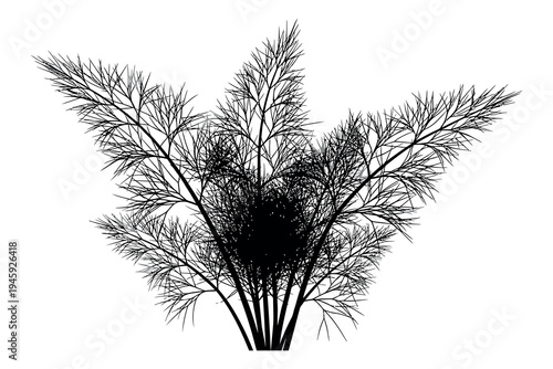 Black and white image of a plant with feathery plumes