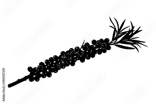 Black and white image of a sprig of rosemary with pinecone like structure