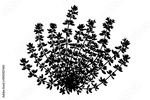 Black and white illustration of a flowering plant with small leaves and blooms