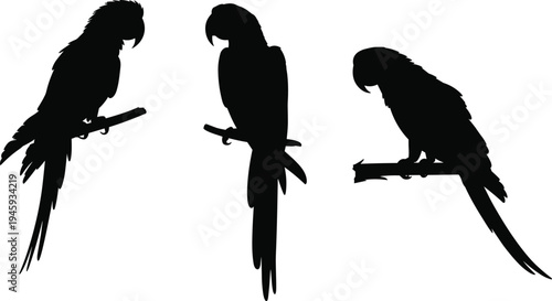 Three black silhouette parrots perched on branches against a white background showcasing their distinct profiles and long tails