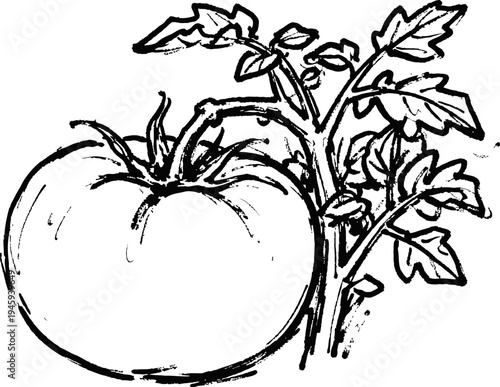 Hand drawn tomato fruit on the vine with leaves and stem simple black and white botanical sketch