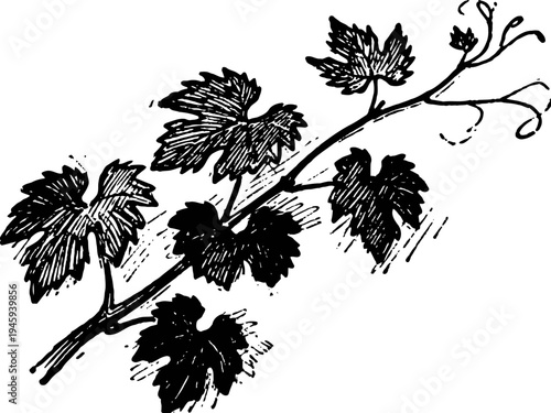 Black and white drawing of grapevine branch with detailed leaves and curling tendrils illustration