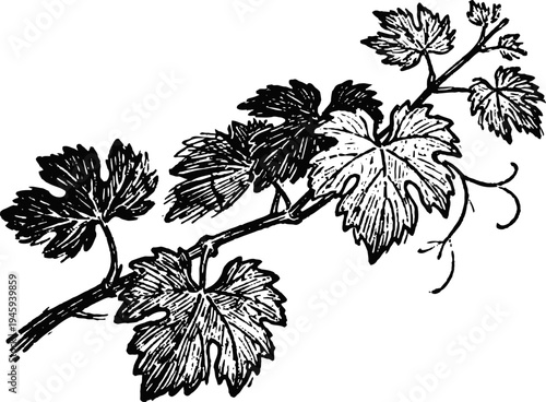 Vintage grapevine branch with detailed leaves and tendrils illustration in black and white
