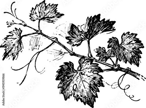 grape vine branch with detailed leaves and curling tendrils hand drawn botanical illustration