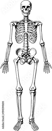 Victorian human skeleton anatomical engraving vintage medical illustration
