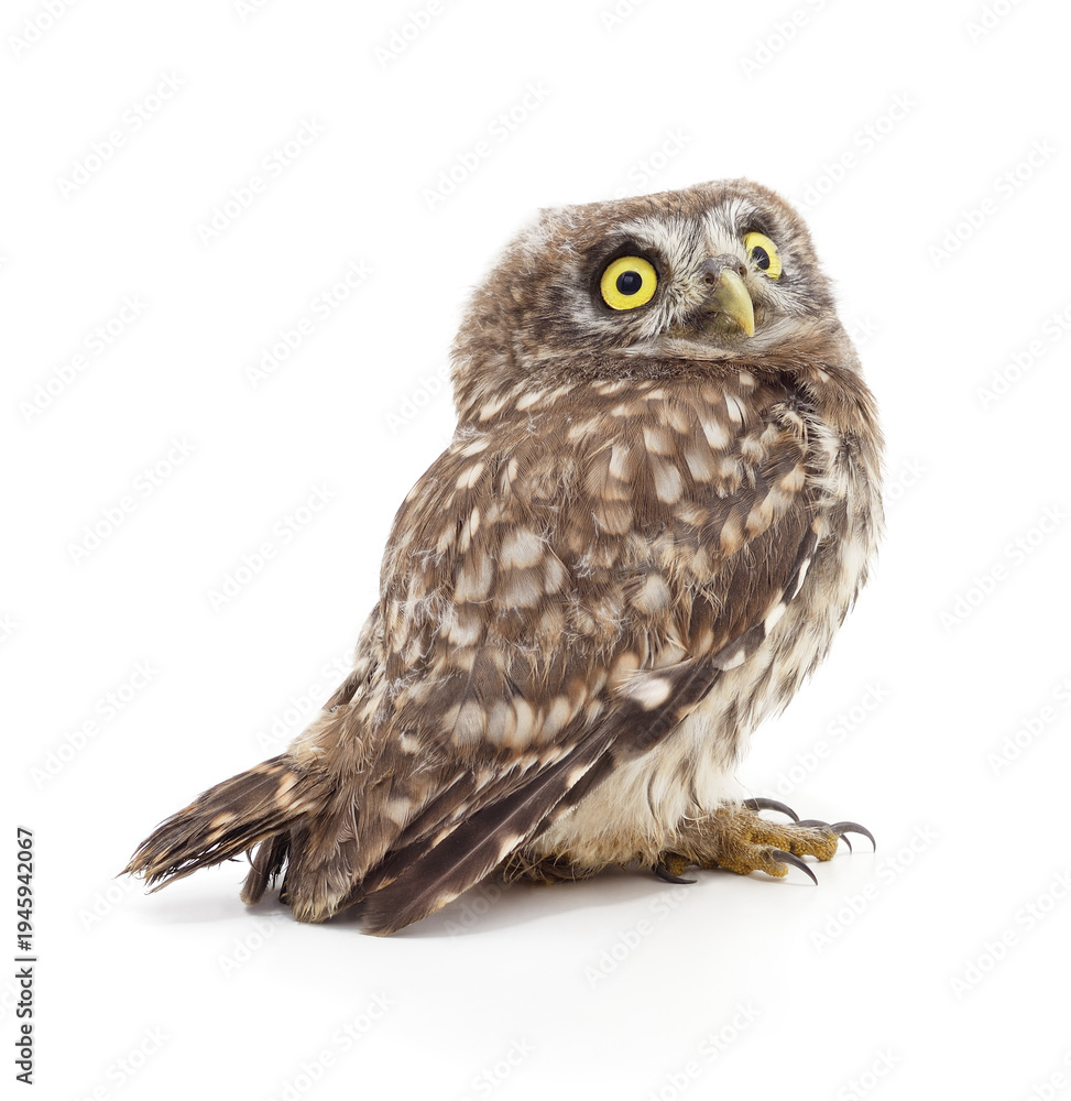 Fototapeta premium Small owl with big yellow eyes on white background.