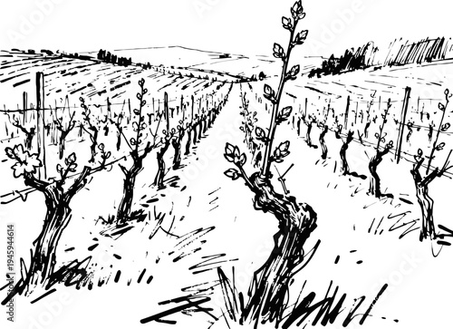 vineyard with young grapevines in rows spring growth and agricultural field landscape