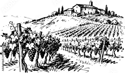 vineyard landscape with grapevines and hilltop farmhouse in rustic countryside