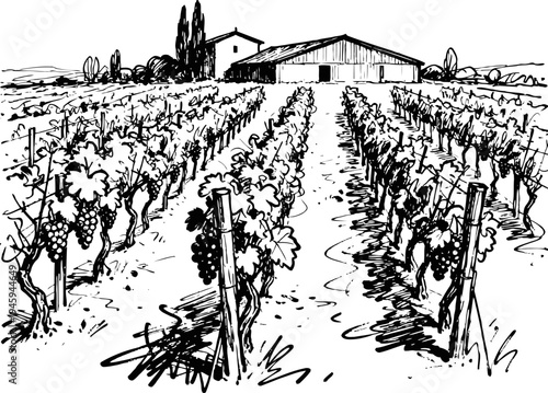 Vineyard rows leading to farmhouse grape vines on stakes with leaves and bunches rural agriculture landscape