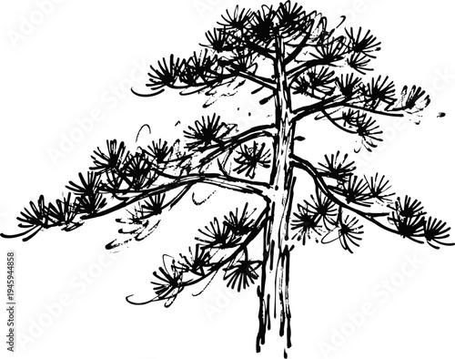 Black pine tree illustration with intricate needle branches and textured bark detail