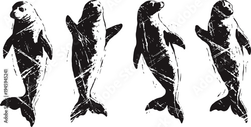 Set of four black and white seals in various standing poses isolated on white background