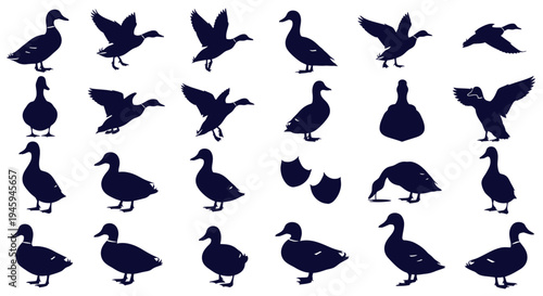 Duck silhouettes set for design and illustration, various poses and flying ducks