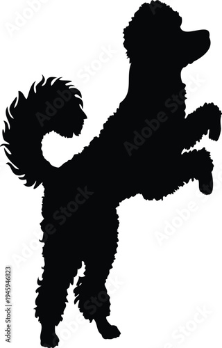 Jumping poodle dog black silhouette illustration