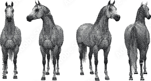 Arabian horse standing in different poses hand drawn stipple art illustration isolated on white background