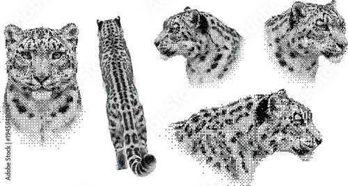 Snow leopard head and body sketches in hand drawn stipple art style on white background