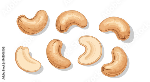 Cashew Nuts Whole and Split Pieces Vector Illustration Isolated on White
