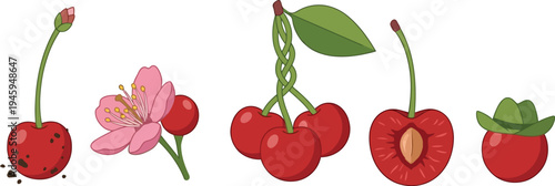 Diverse cherry illustrations representing fruit blossom internal structure and playful character