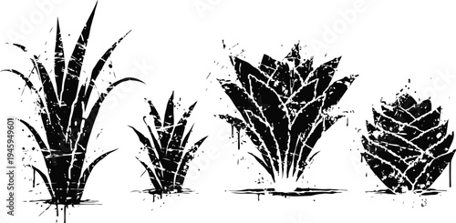 set of four grunge aloe vera plants in different sizes with distressed texture isolated on white
