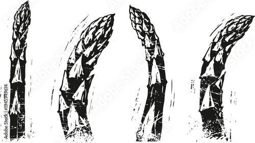 Black and white asparagus illustration four detailed asparagus spears in vintage sketch