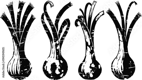 Vintage illustrations of four different fennel bulbs with stalks in black and white ink