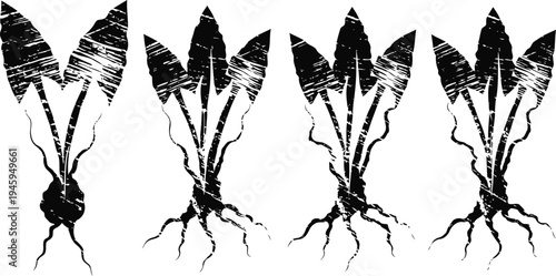 Four black and white illustrations of beetroot with leaves and roots on white background