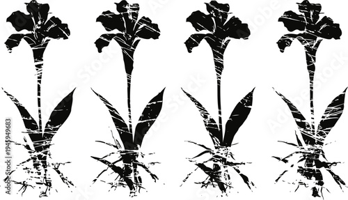 black and white vintage botanical illustration of gladiolus flowers with roots and leaves