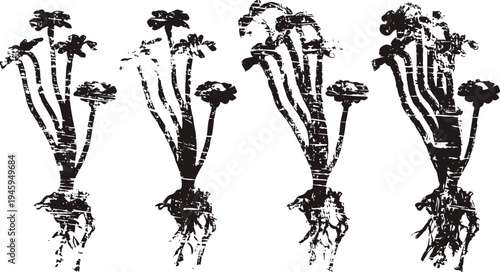 Vintage botanical illustration of dandelion flowers with roots in monochrome