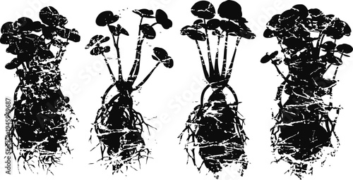 Silhouetted water pennywort plants with roots and stems isolated on white background