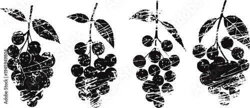 Vintage botanical illustration of four grape bunches with leaves, classic fruit plant drawing