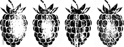 Black and white raspberry silhouettes in a row with grunge texture fresh berry fruit illustration