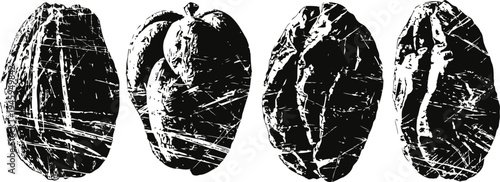close up black and white illustration of raw cacao beans with textured surface details