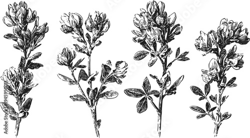 vintage botanical illustration of alfalfa plant with flowers and leaves detailed line art set