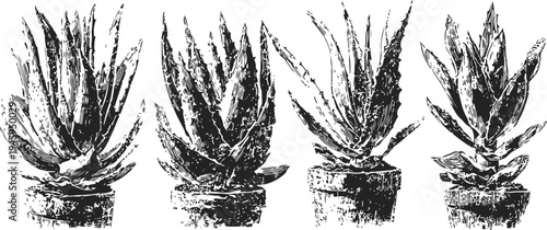 four black and white ink illustrations of aloe vera plants in pots with spiky leaves
