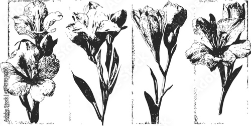 black and white botanical illustration of gladiolus flowers with stems and leaves