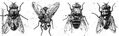 Four detailed black and white illustrations of flies in various poses, vintage entomology