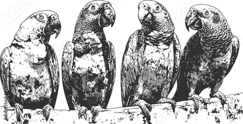 Four parrots perched on a branch in detailed vintage black and white illustration