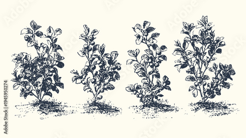 four detailed vintage botanical illustrations of growing tomato plants with leaves and fruit stages