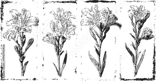 Four detailed vintage botanical drawings of flowering plants with leaves and buds