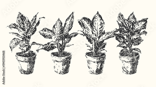 hand drawn houseplants in pots vintage botanical illustration of indoor foliage plants, natural greenery decor, garden elements